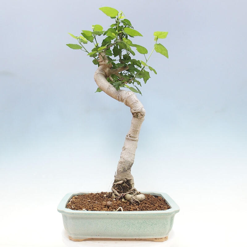 Pokojová bonsai - Malvaviscus arboreus - ibiškovec dřevnatý + kniha SUISEKI Zdarma