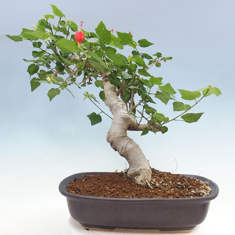 Pokojová bonsai - Malvaviscus arboreus - ibiškovec dřevnatý + kniha SUISEKI Zdarma