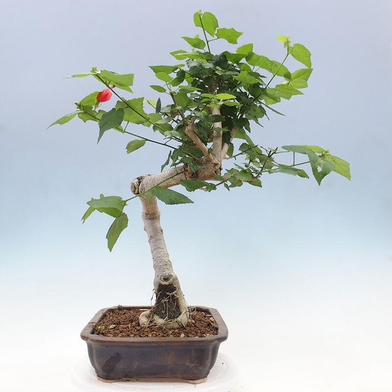 Pokojová bonsai - Malvaviscus arboreus - ibiškovec dřevnatý + kniha SUISEKI Zdarma