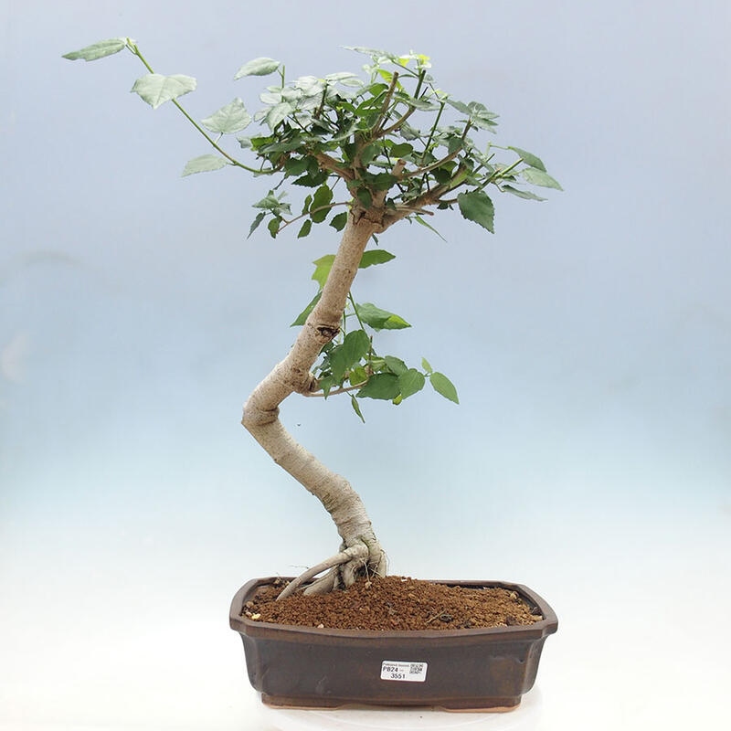 Pokojová bonsai - Malvaviscus arboreus - ibiškovec dřevnatý + kniha SUISEKI Zdarma