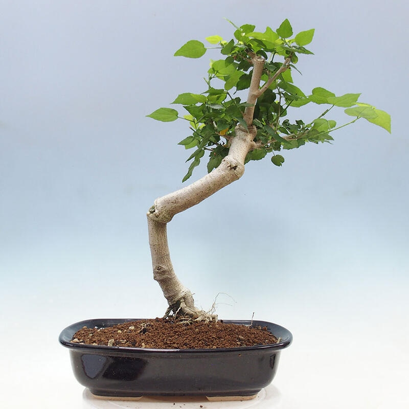 Pokojová bonsai - Malvaviscus arboreus - ibiškovec dřevnatý + kniha SUISEKI Zdarma