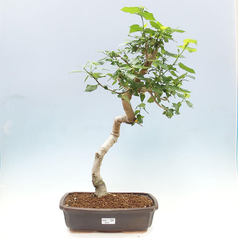 Pokojová bonsai - Malvaviscus arboreus - ibiškovec dřevnatý + kniha SUISEKI Zdarma