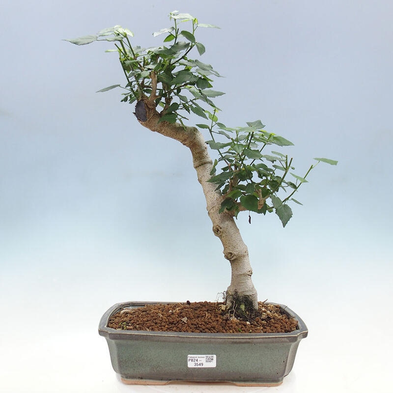 Pokojová bonsai - Malvaviscus arboreus - ibiškovec dřevnatý + kniha SUISEKI Zdarma