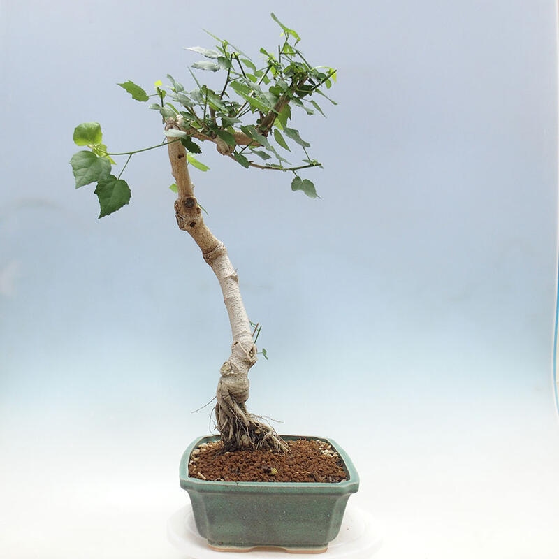 Pokojová bonsai - Malvaviscus arboreus - ibiškovec dřevnatý + kniha SUISEKI Zdarma