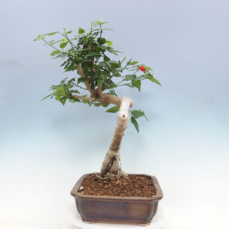 Pokojová bonsai - Malvaviscus arboreus - ibiškovec dřevnatý + kniha SUISEKI Zdarma