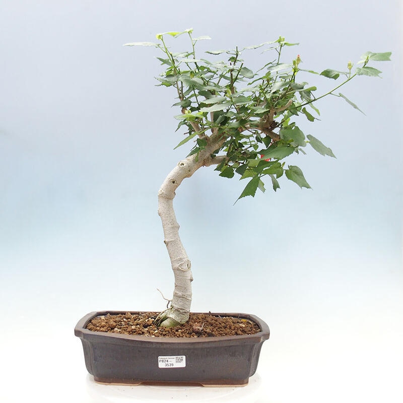 Pokojová bonsai - Malvaviscus arboreus - ibiškovec dřevnatý + kniha SUISEKI Zdarma