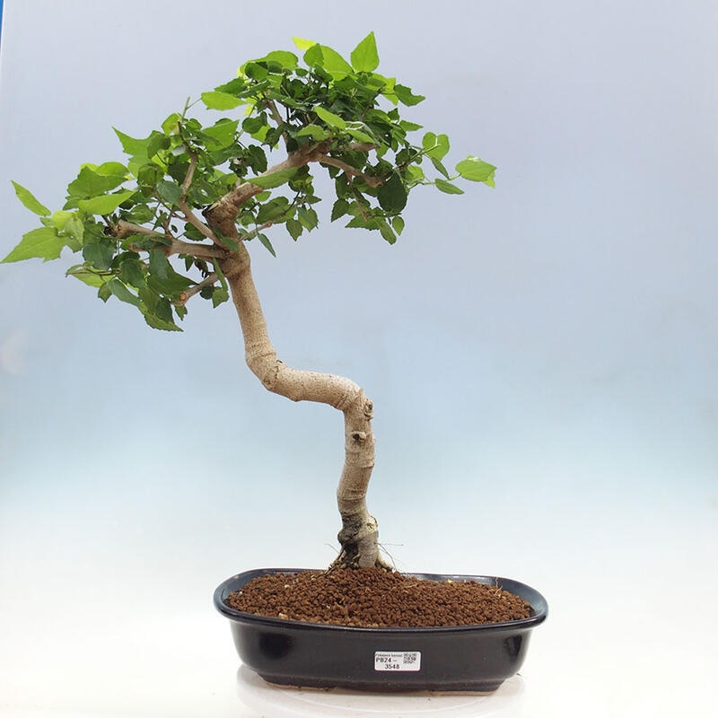 Pokojová bonsai - Malvaviscus arboreus - ibiškovec dřevnatý + kniha SUISEKI Zdarma