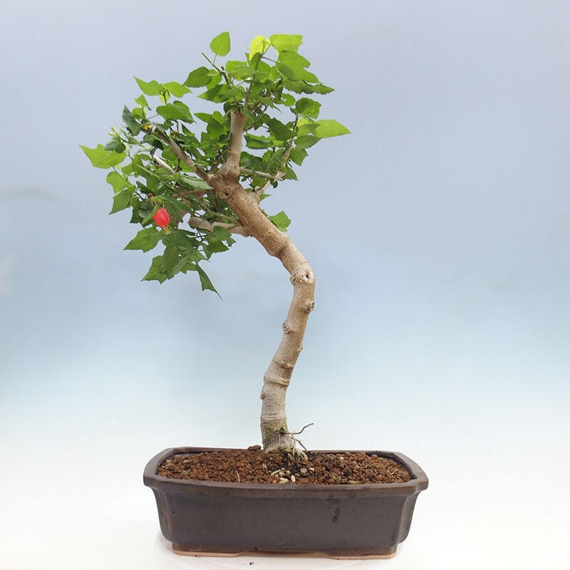 Pokojová bonsai - Malvaviscus arboreus - ibiškovec dřevnatý + kniha SUISEKI Zdarma