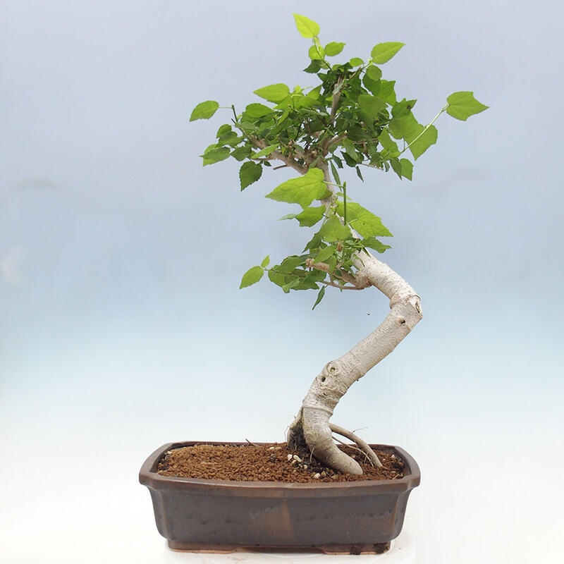 Pokojová bonsai - Malvaviscus arboreus - ibiškovec dřevnatý + kniha SUISEKI Zdarma