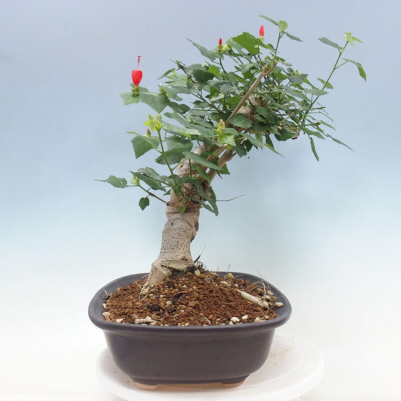 Pokojová bonsai - Malvaviscus arboreus - ibiškovec dřevnatý + kniha SUISEKI Zdarma