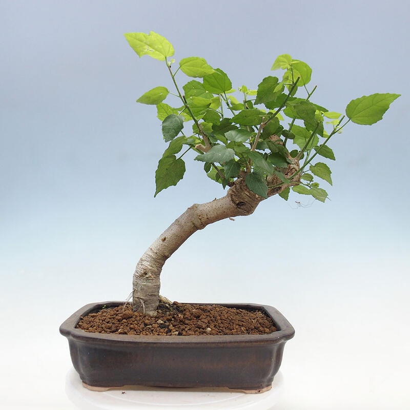 Pokojová bonsai - Malvaviscus arboreus - ibiškovec dřevnatý + kniha SUISEKI Zdarma