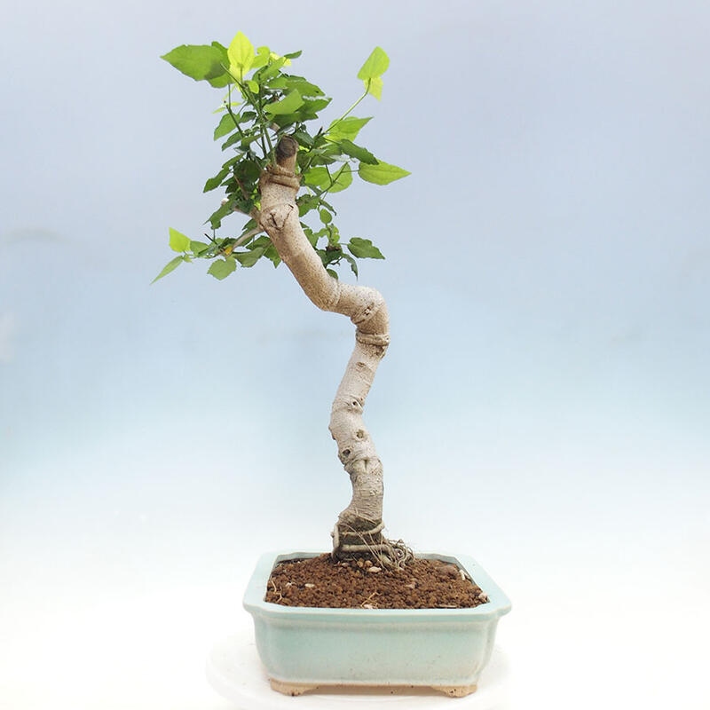 Pokojová bonsai - Malvaviscus arboreus - ibiškovec dřevnatý + kniha SUISEKI Zdarma