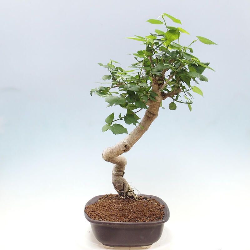 Pokojová bonsai - Malvaviscus arboreus - ibiškovec dřevnatý + kniha SUISEKI Zdarma