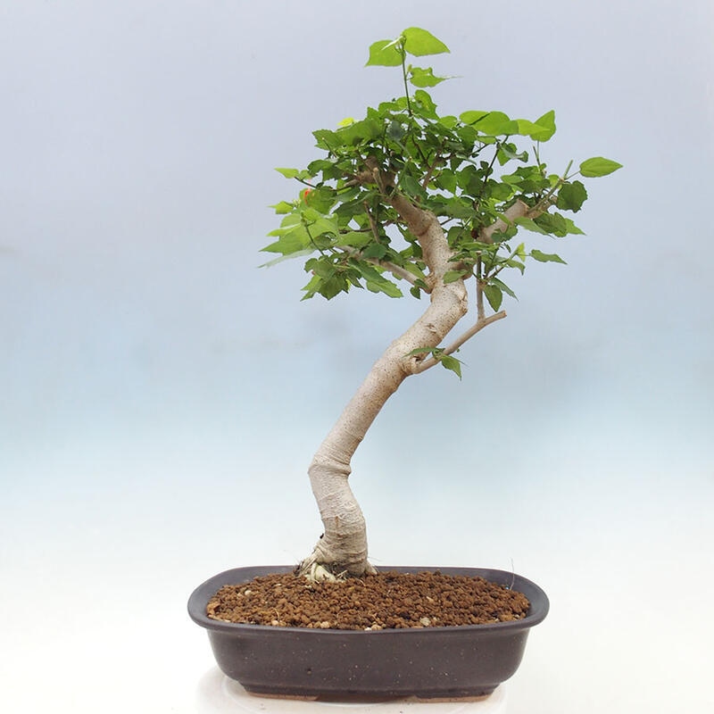 Pokojová bonsai - Malvaviscus arboreus - ibiškovec dřevnatý + kniha SUISEKI Zdarma