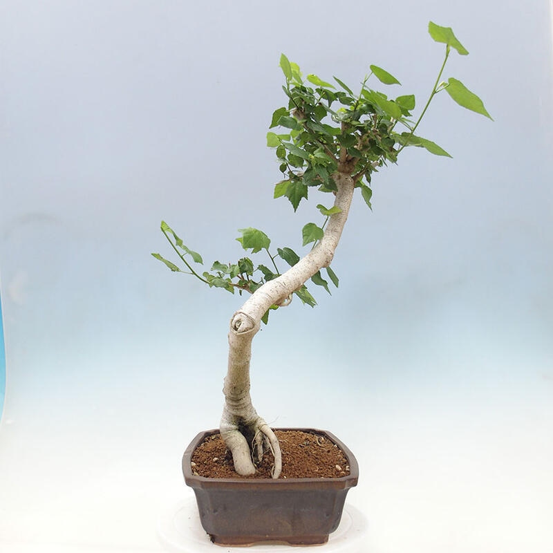 Pokojová bonsai - Malvaviscus arboreus - ibiškovec dřevnatý + kniha SUISEKI Zdarma