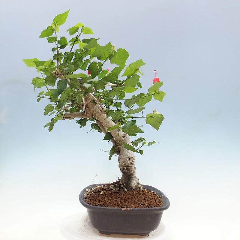 Pokojová bonsai - Malvaviscus arboreus - ibiškovec dřevnatý + kniha SUISEKI Zdarma