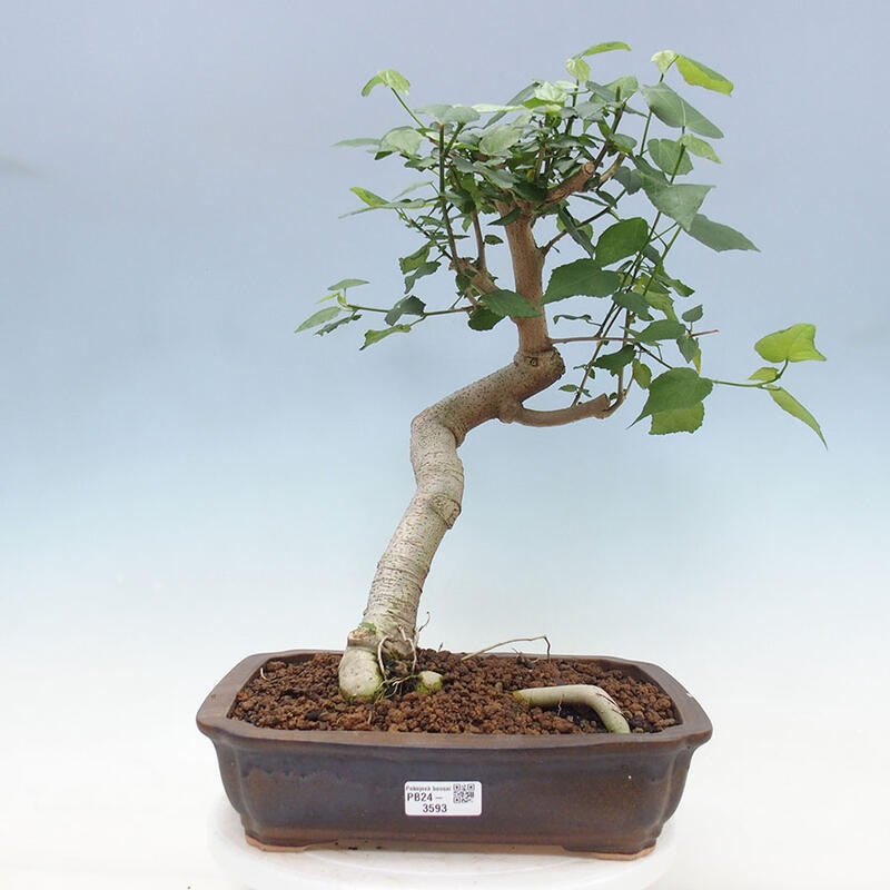 Pokojová bonsai - Malvaviscus arboreus - ibiškovec dřevnatý + kniha SUISEKI Zdarma