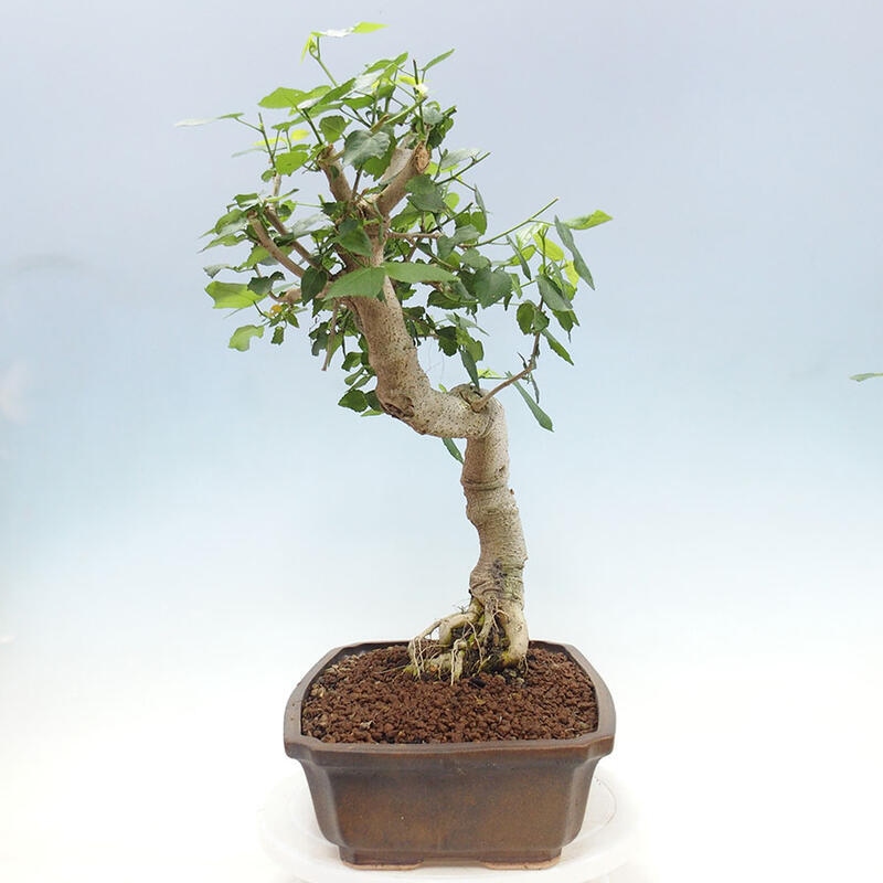 Pokojová bonsai - Malvaviscus arboreus - ibiškovec dřevnatý + kniha SUISEKI Zdarma