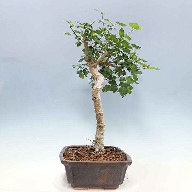 Pokojová bonsai - Malvaviscus arboreus - ibiškovec dřevnatý + kniha SUISEKI Zdarma