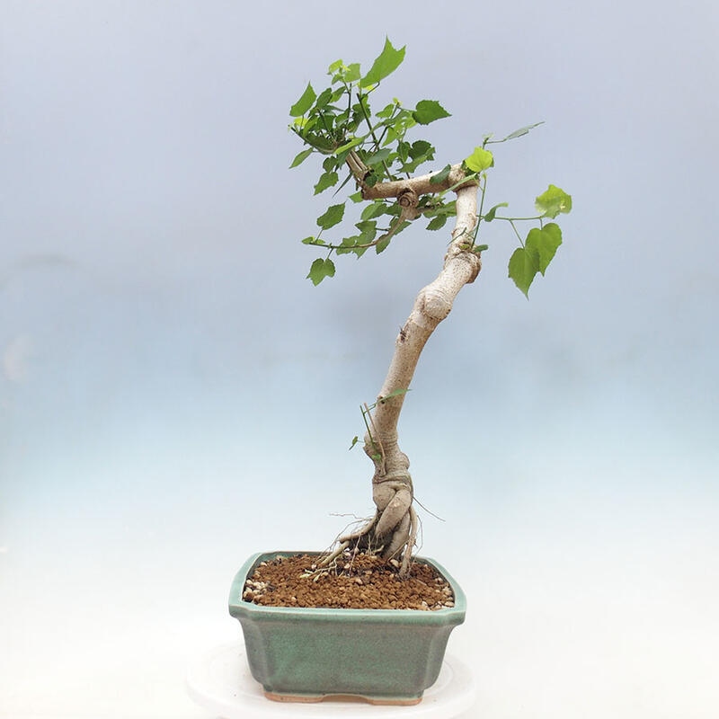 Pokojová bonsai - Malvaviscus arboreus - ibiškovec dřevnatý + kniha SUISEKI Zdarma