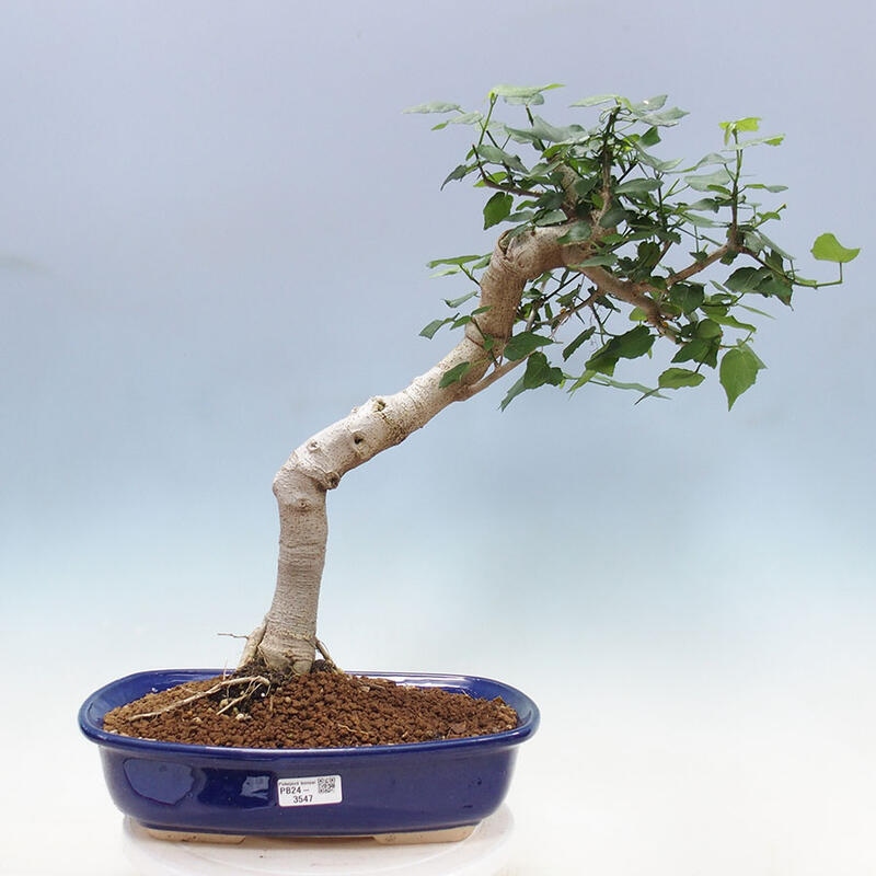 Pokojová bonsai - Malvaviscus arboreus - ibiškovec dřevnatý + kniha SUISEKI Zdarma