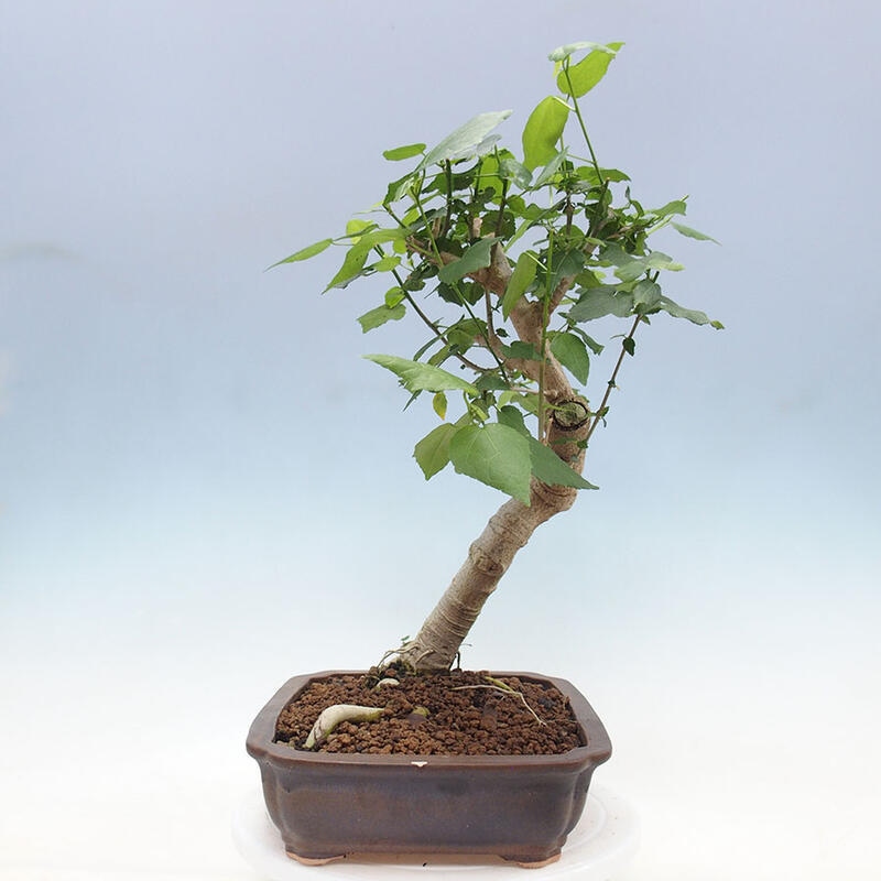 Pokojová bonsai - Malvaviscus arboreus - ibiškovec dřevnatý + kniha SUISEKI Zdarma