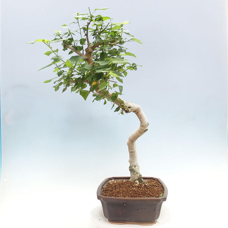 Pokojová bonsai - Malvaviscus arboreus - ibiškovec dřevnatý + kniha SUISEKI Zdarma