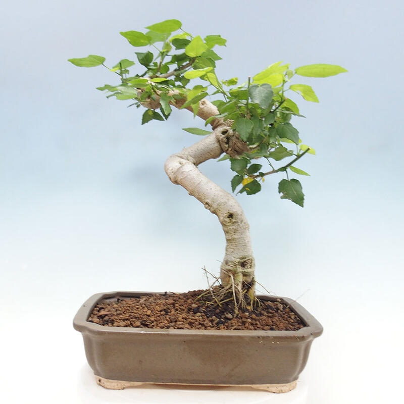 Pokojová bonsai - Malvaviscus arboreus - ibiškovec dřevnatý + kniha SUISEKI Zdarma