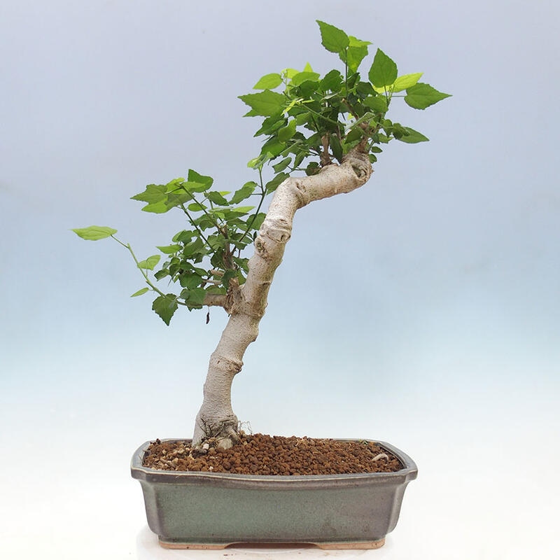 Pokojová bonsai - Malvaviscus arboreus - ibiškovec dřevnatý + kniha SUISEKI Zdarma