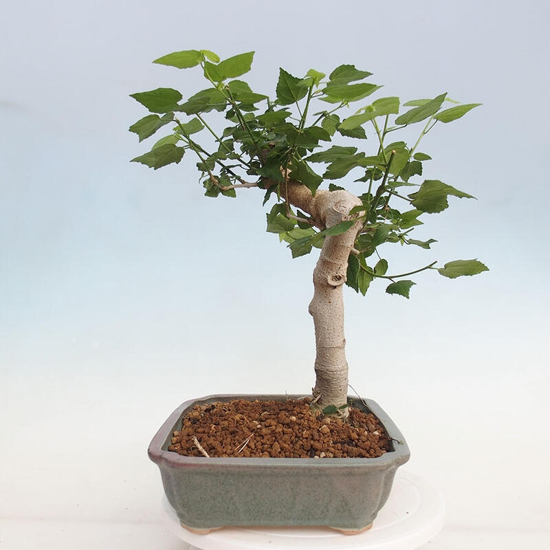 Pokojová bonsai - Malvaviscus arboreus - ibiškovec dřevnatý