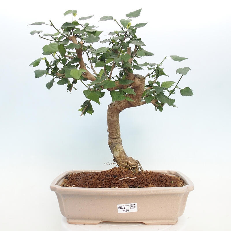 Pokojová bonsai - Malvaviscus arboreus - ibiškovec dřevnatý