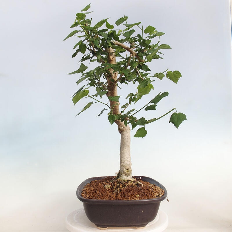 Pokojová bonsai - Malvaviscus arboreus - ibiškovec dřevnatý