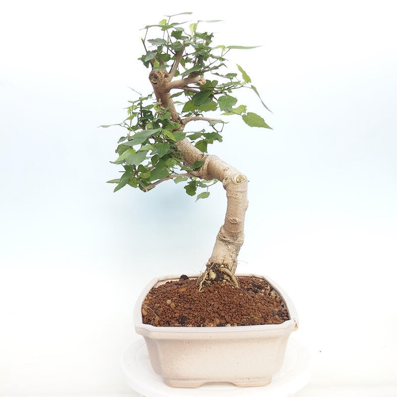 Pokojová bonsai - Malvaviscus arboreus - ibiškovec dřevnatý