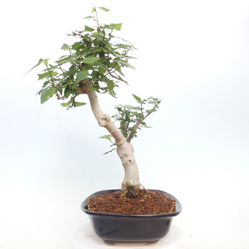 Pokojová bonsai - Malvaviscus arboreus - ibiškovec dřevnatý