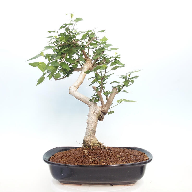 Pokojová bonsai - Malvaviscus arboreus - ibiškovec dřevnatý