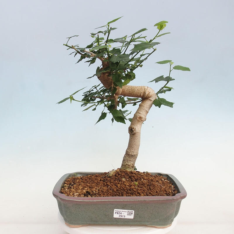 Pokojová bonsai - Malvaviscus arboreus - ibiškovec dřevnatý