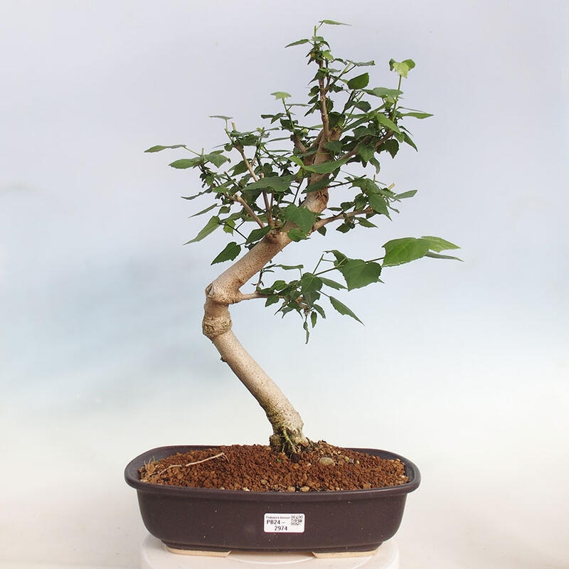 Pokojová bonsai - Malvaviscus arboreus - ibiškovec dřevnatý