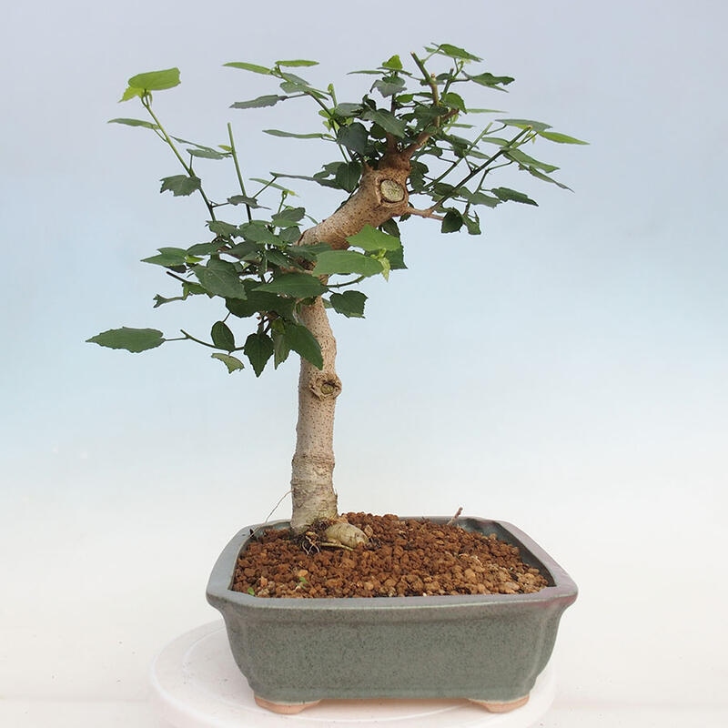 Pokojová bonsai - Malvaviscus arboreus - ibiškovec dřevnatý