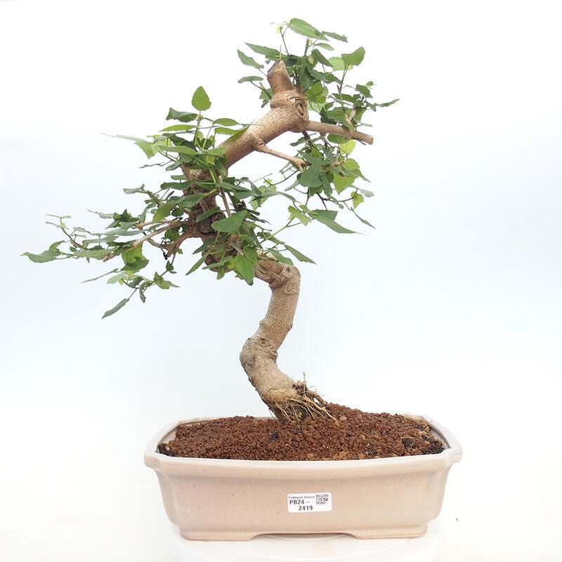 Pokojová bonsai - Malvaviscus arboreus - ibiškovec dřevnatý