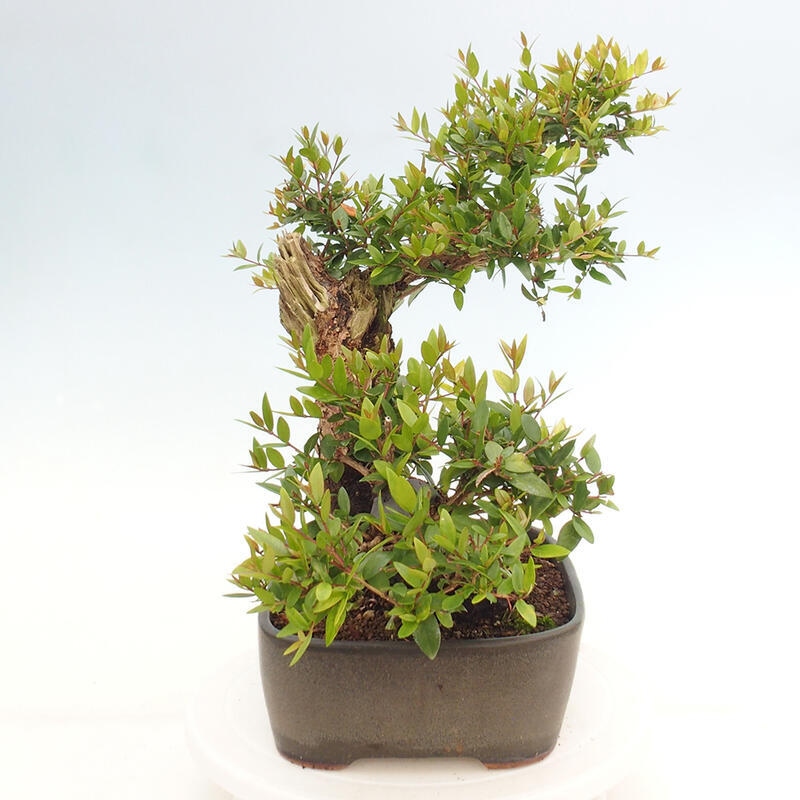 Pokojová bonsai - Myrtus communis - Myrta obecná