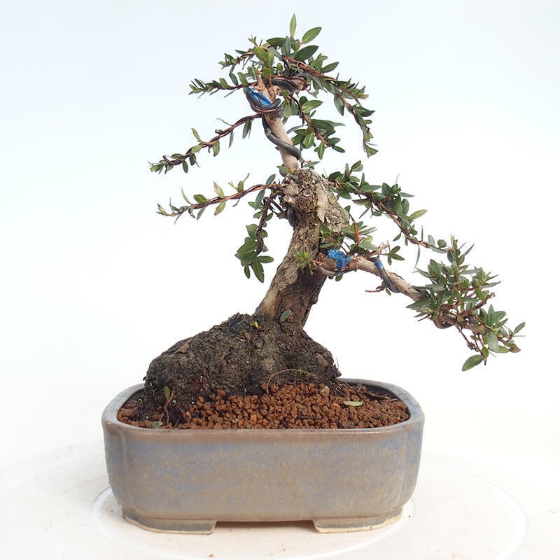 Pokojová bonsai - Myrtus communis - Myrta obecná