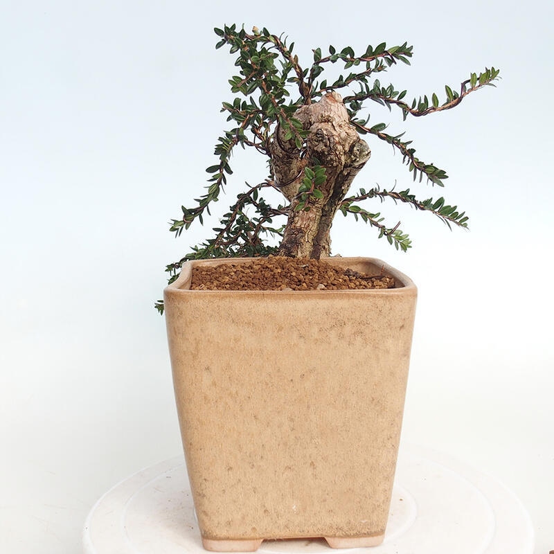 Pokojová bonsai - Myrtus communis - Myrta obecná