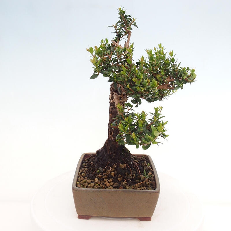 Pokojová bonsai - Myrtus communis - Myrta obecná