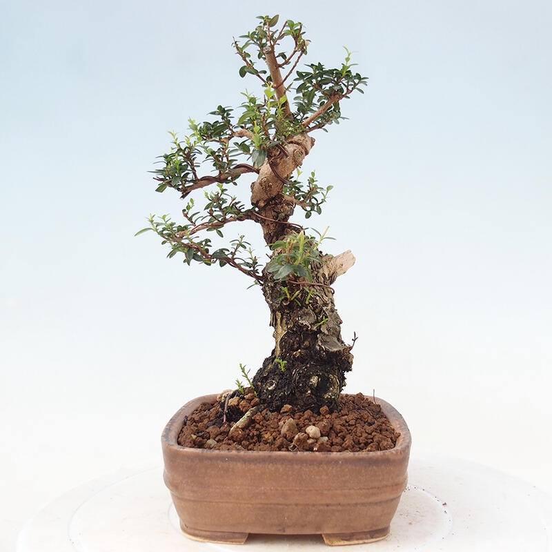 Pokojová bonsai - Myrtus communis - Myrta obecná