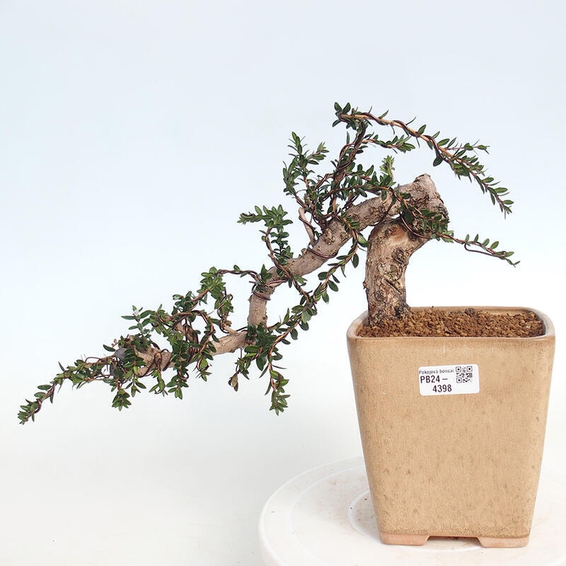 Pokojová bonsai - Myrtus communis - Myrta obecná