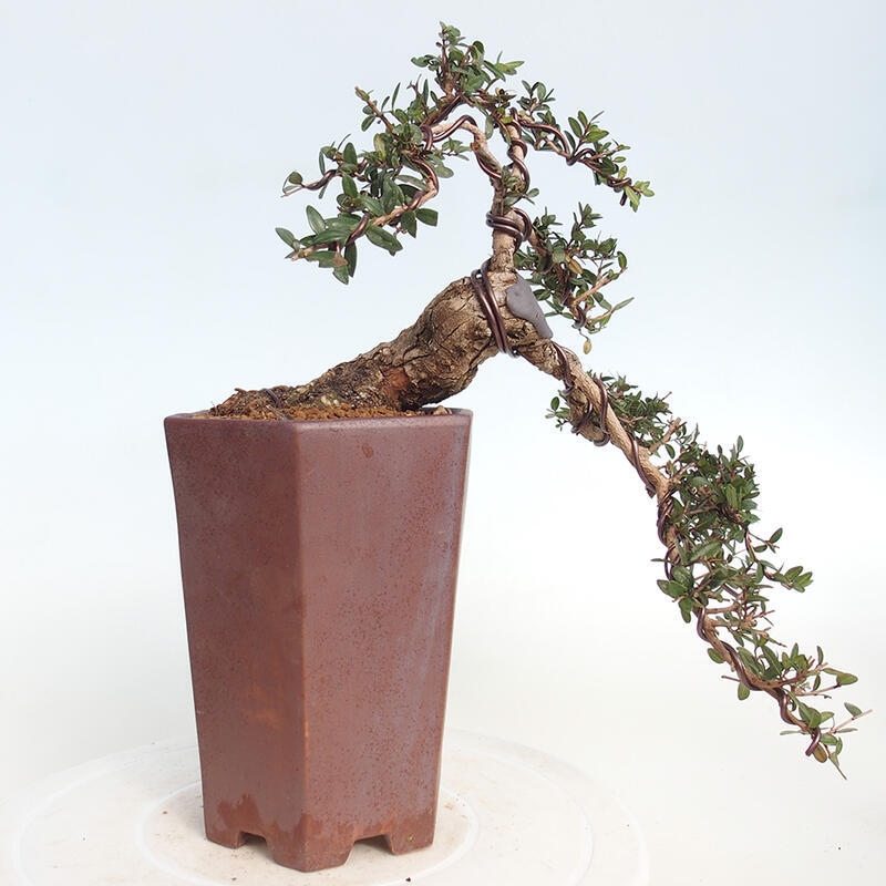 Pokojová bonsai - Myrtus communis - Myrta obecná