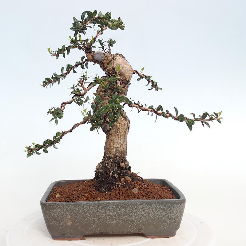 Pokojová bonsai - Myrtus communis - Myrta obecná