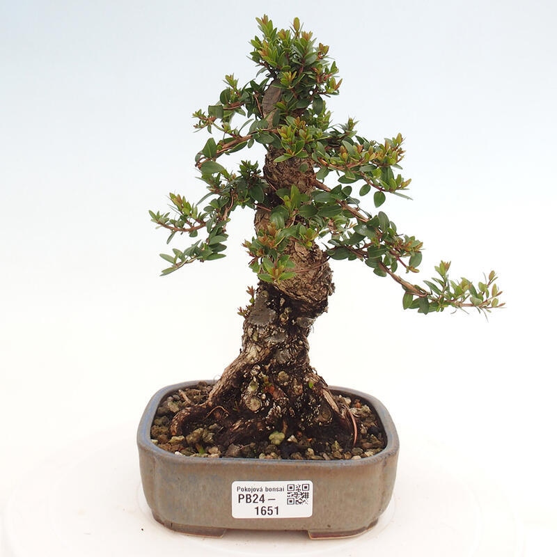 Pokojová bonsai - Myrtus communis - Myrta obecná