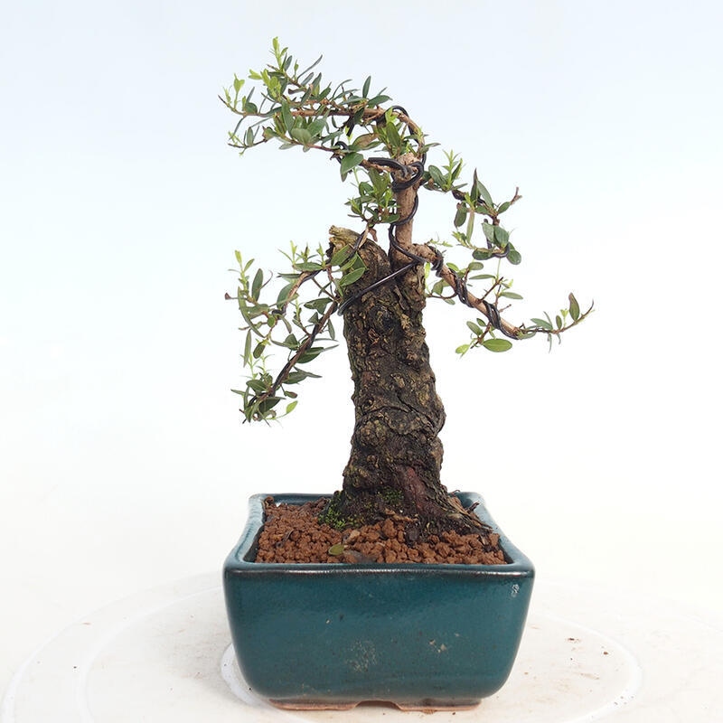 Pokojová bonsai - Myrtus communis - Myrta obecná