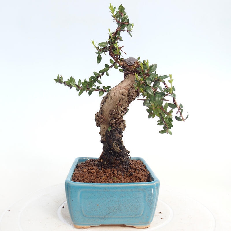 Pokojová bonsai - Myrtus communis - Myrta obecná